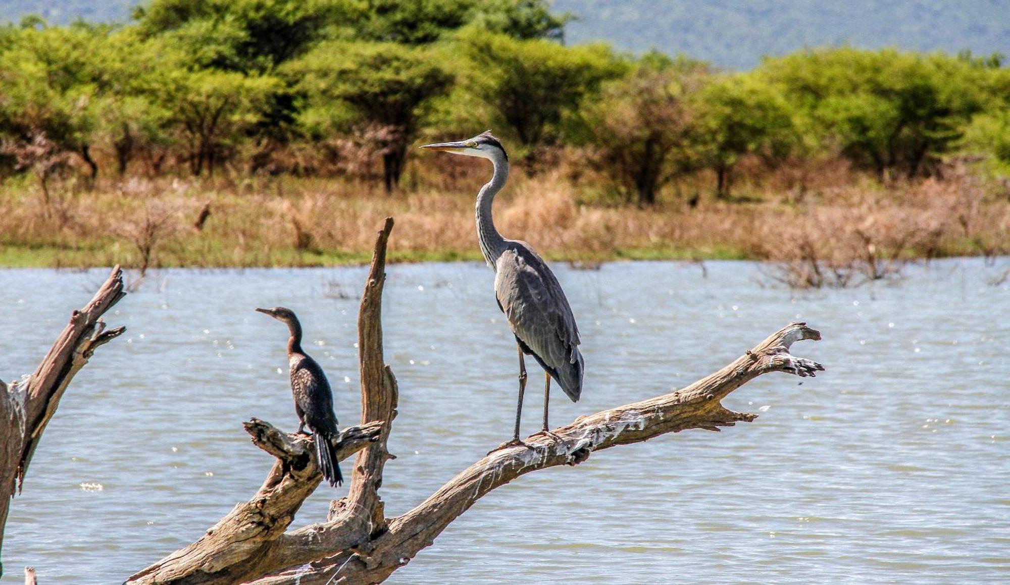 Shayamoya Tiger Fishing And Game Lodge Pongola Exterior foto